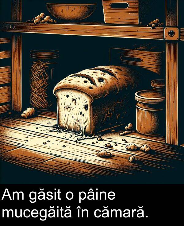 cămară: Am găsit o pâine mucegăită în cămară.