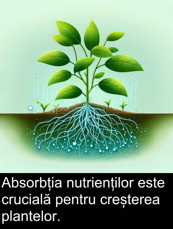 creșterea: Absorbția nutrienților este crucială pentru creșterea plantelor.
