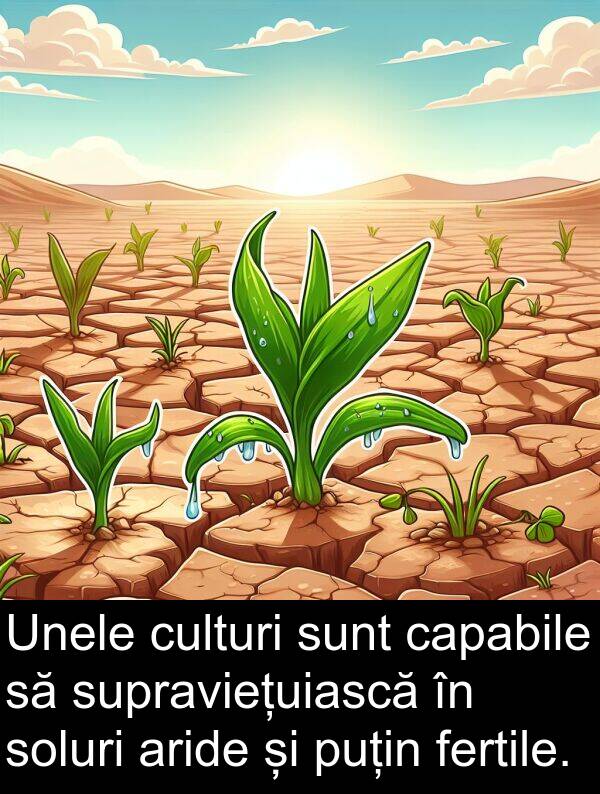 soluri: Unele culturi sunt capabile să supraviețuiască în soluri aride și puțin fertile.