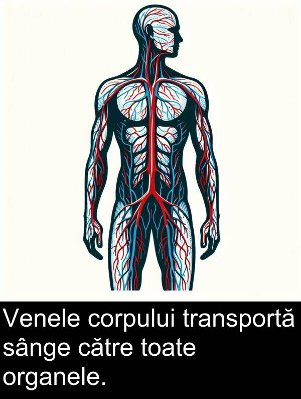 corpului: Venele corpului transportă sânge către toate organele.