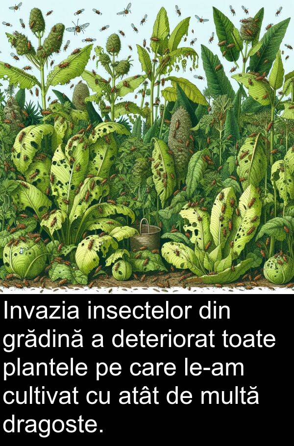 cultivat: Invazia insectelor din grădină a deteriorat toate plantele pe care le-am cultivat cu atât de multă dragoste.