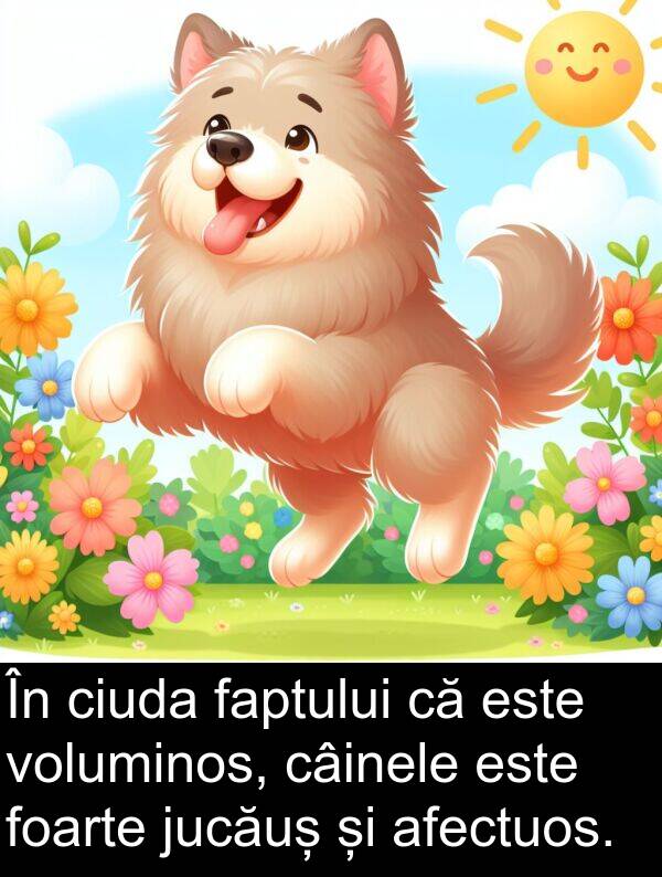faptului: În ciuda faptului că este voluminos, câinele este foarte jucăuș și afectuos.