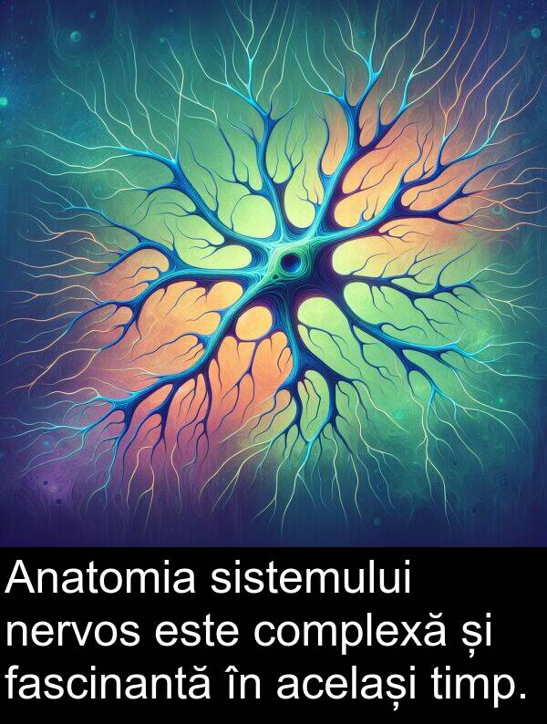 același: Anatomia sistemului nervos este complexă și fascinantă în același timp.