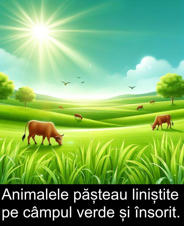 liniștite: Animalele pășteau liniștite pe câmpul verde și însorit.