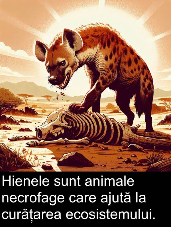 necrofage: Hienele sunt animale necrofage care ajută la curățarea ecosistemului.