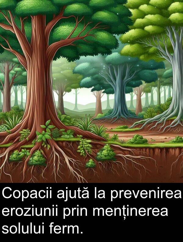 ferm: Copacii ajută la prevenirea eroziunii prin menținerea solului ferm.