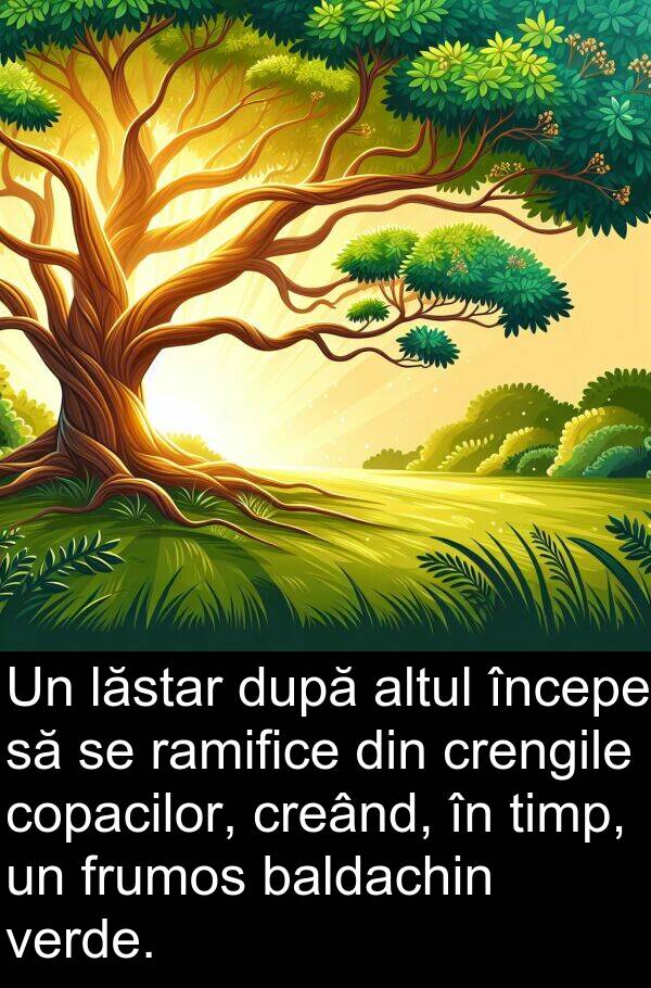 baldachin: Un lăstar după altul începe să se ramifice din crengile copacilor, creând, în timp, un frumos baldachin verde.