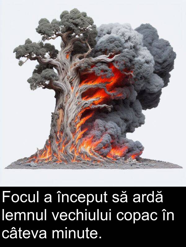 vechiului: Focul a început să ardă lemnul vechiului copac în câteva minute.