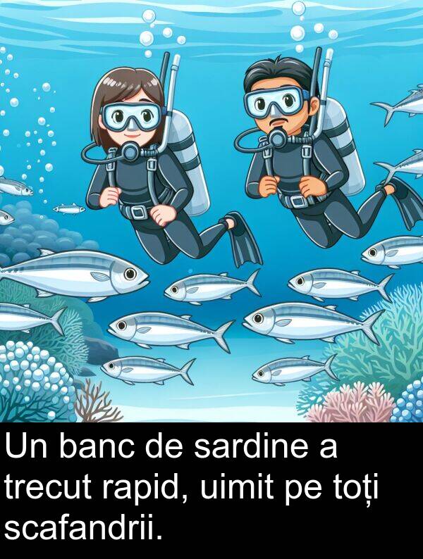 uimit: Un banc de sardine a trecut rapid, uimit pe toți scafandrii.