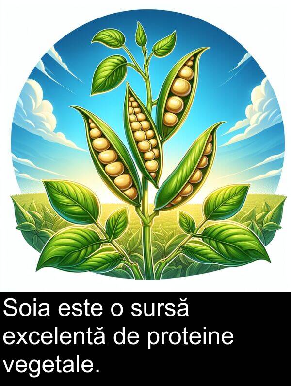 vegetale: Soia este o sursă excelentă de proteine vegetale.