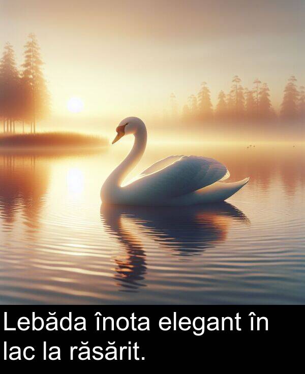 răsărit: Lebăda înota elegant în lac la răsărit.