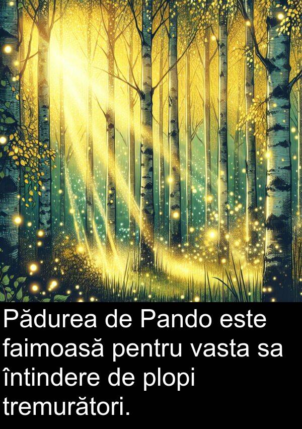 vasta: Pădurea de Pando este faimoasă pentru vasta sa întindere de plopi tremurători.