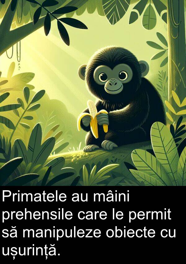obiecte: Primatele au mâini prehensile care le permit să manipuleze obiecte cu ușurință.