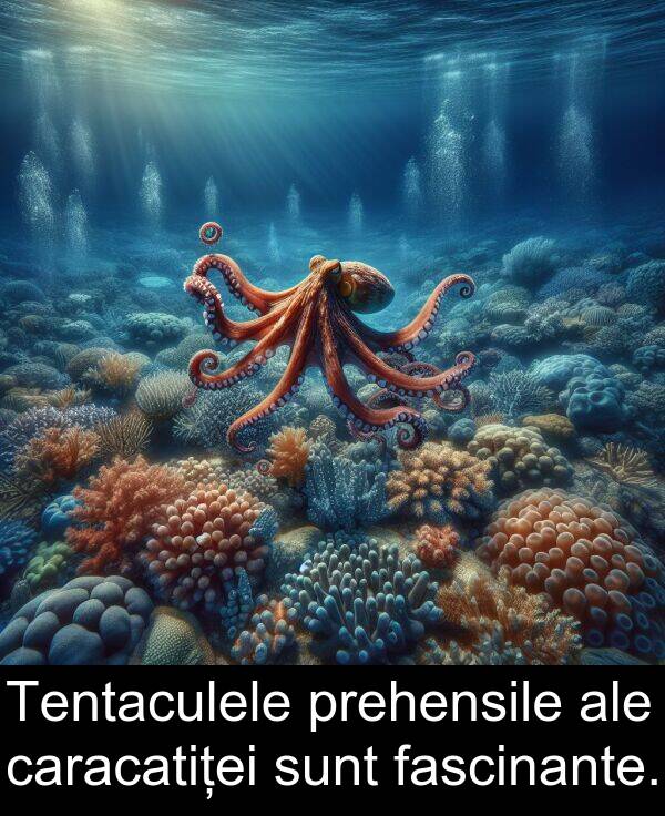 fascinante: Tentaculele prehensile ale caracatiței sunt fascinante.