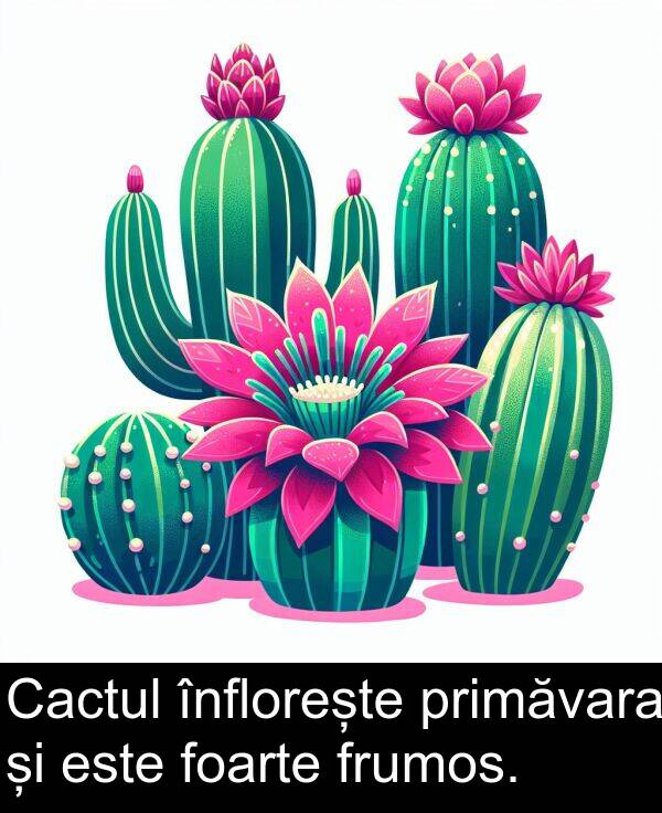 frumos: Cactul înflorește primăvara și este foarte frumos.