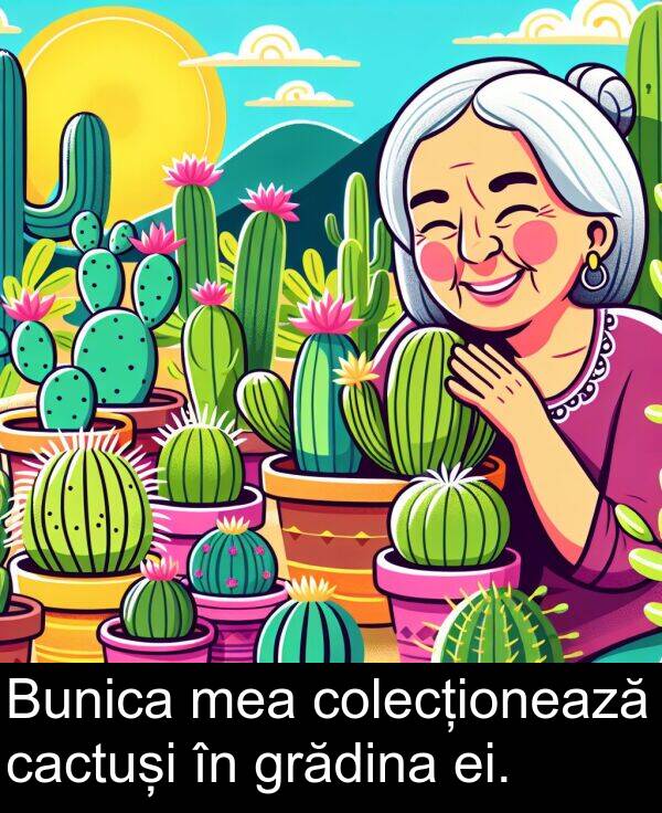 ei: Bunica mea colecționează cactuși în grădina ei.
