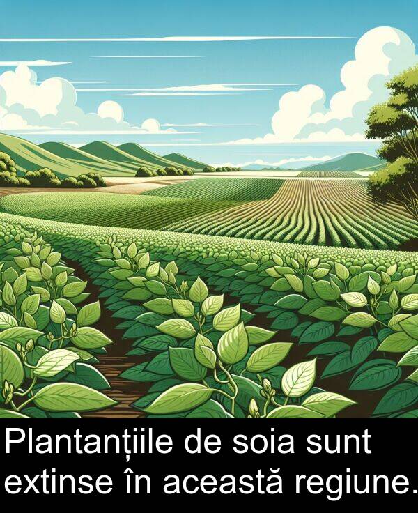 această: Plantanțiile de soia sunt extinse în această regiune.