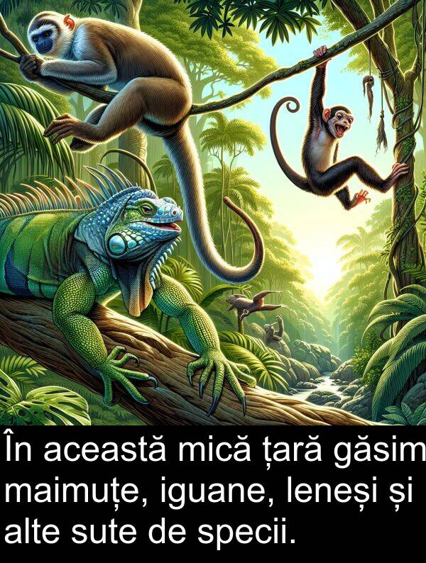 găsim: În această mică țară găsim maimuțe, iguane, leneși și alte sute de specii.
