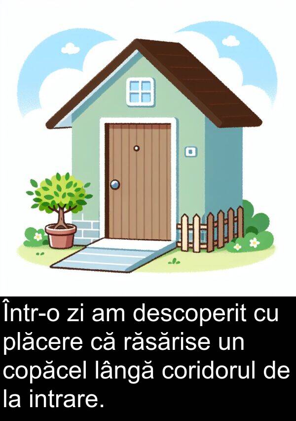răsărise: Într-o zi am descoperit cu plăcere că răsărise un copăcel lângă coridorul de la intrare.