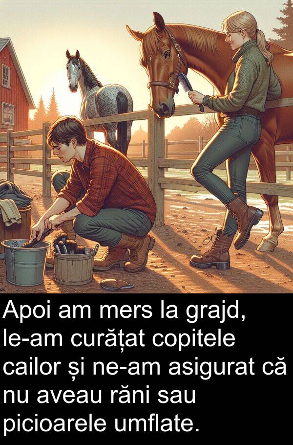 cailor: Apoi am mers la grajd, le-am curățat copitele cailor și ne-am asigurat că nu aveau răni sau picioarele umflate.