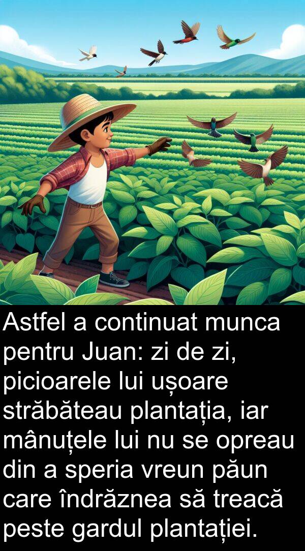 zi: Astfel a continuat munca pentru Juan: zi de zi, picioarele lui ușoare străbăteau plantația, iar mânuțele lui nu se opreau din a speria vreun păun care îndrăznea să treacă peste gardul plantației.
