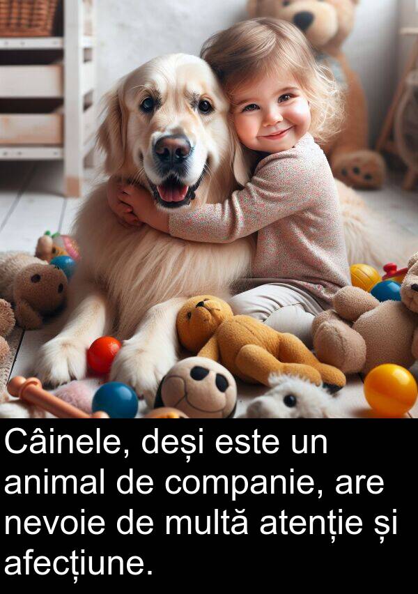 companie: Câinele, deși este un animal de companie, are nevoie de multă atenție și afecțiune.