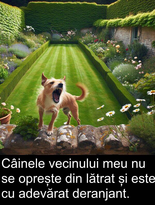 vecinului: Câinele vecinului meu nu se oprește din lătrat și este cu adevărat deranjant.