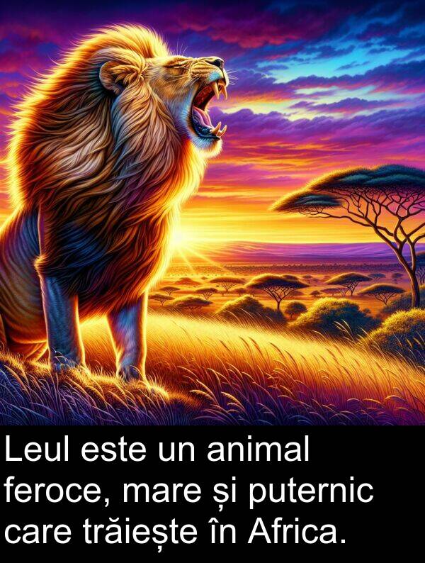 trăiește: Leul este un animal feroce, mare și puternic care trăiește în Africa.