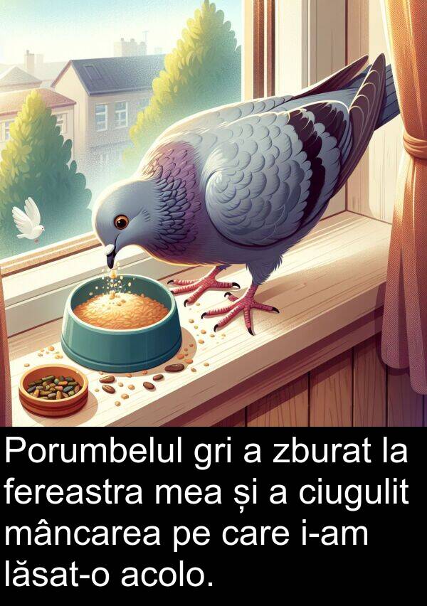 mâncarea: Porumbelul gri a zburat la fereastra mea și a ciugulit mâncarea pe care i-am lăsat-o acolo.