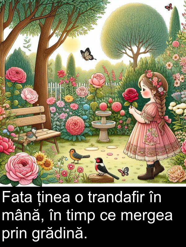 mână: Fata ținea o trandafir în mână, în timp ce mergea prin grădină.