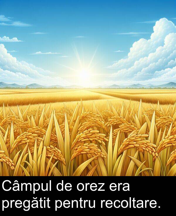 orez: Câmpul de orez era pregătit pentru recoltare.