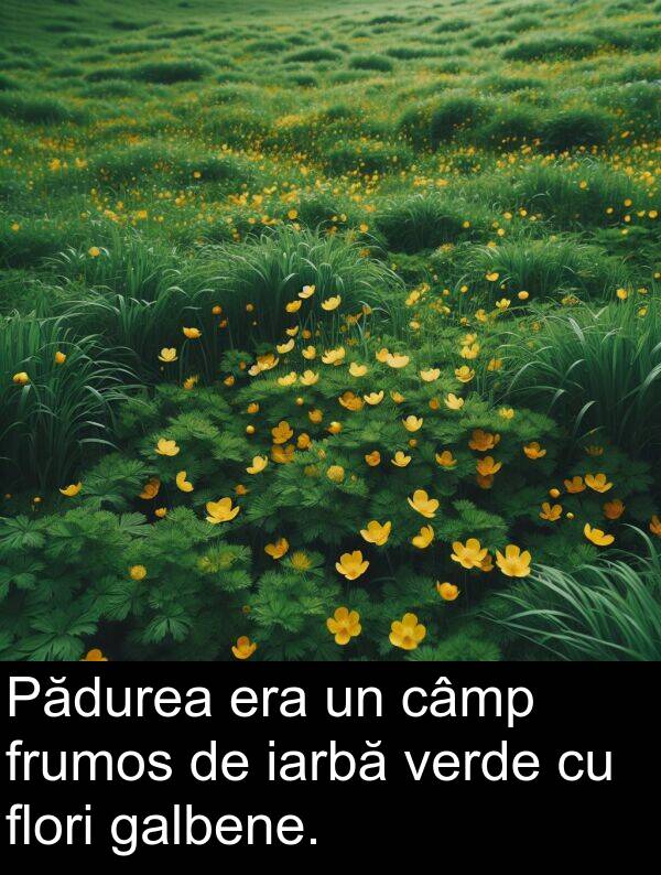 galbene: Pădurea era un câmp frumos de iarbă verde cu flori galbene.