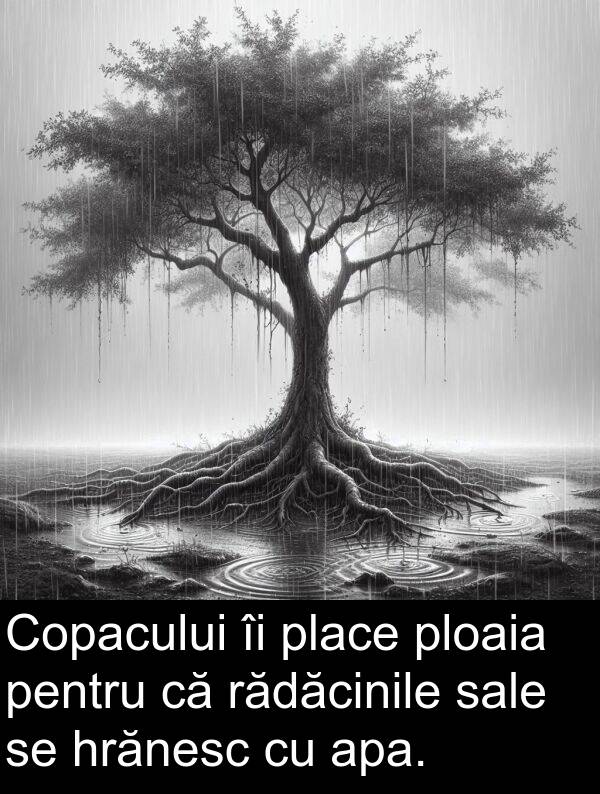 rădăcinile: Copacului îi place ploaia pentru că rădăcinile sale se hrănesc cu apa.