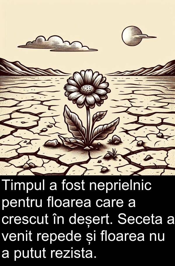 putut: Timpul a fost neprielnic pentru floarea care a crescut în deșert. Seceta a venit repede și floarea nu a putut rezista.