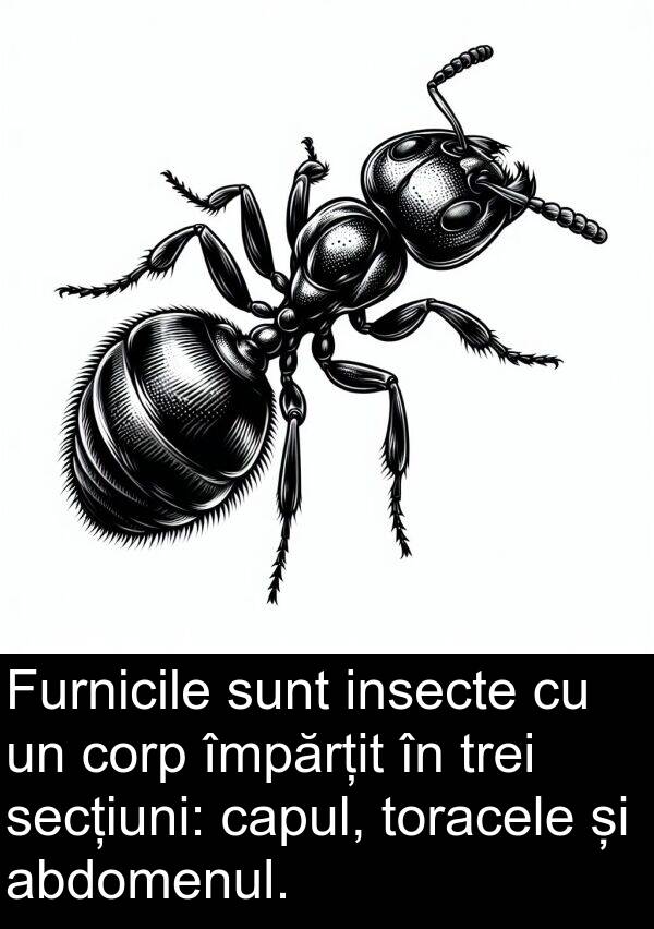 corp: Furnicile sunt insecte cu un corp împărțit în trei secțiuni: capul, toracele și abdomenul.