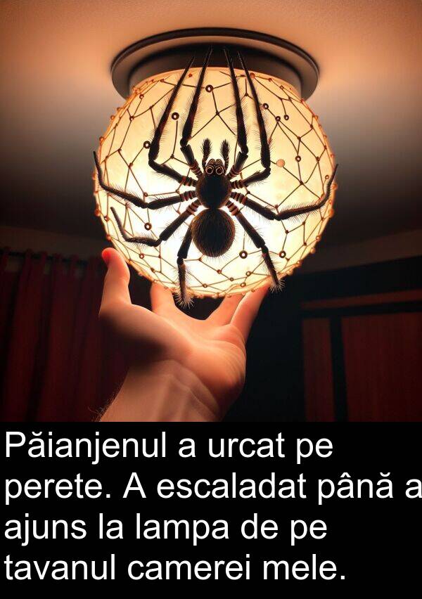 tavanul: Păianjenul a urcat pe perete. A escaladat până a ajuns la lampa de pe tavanul camerei mele.