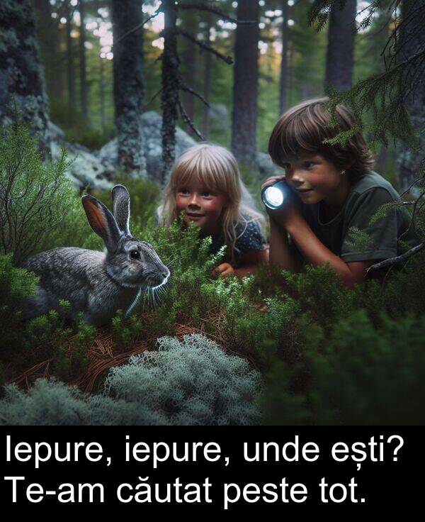 unde: Iepure, iepure, unde ești? Te-am căutat peste tot.