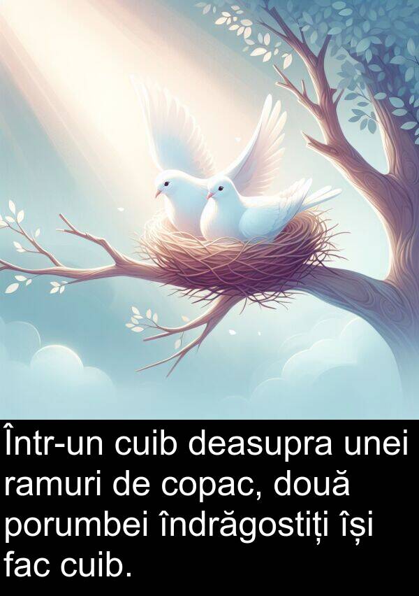 ramuri: Într-un cuib deasupra unei ramuri de copac, două porumbei îndrăgostiți își fac cuib.