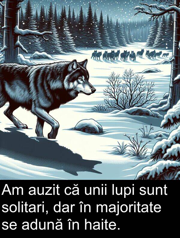 majoritate: Am auzit că unii lupi sunt solitari, dar în majoritate se adună în haite.