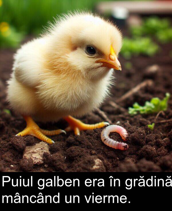 mâncând: Puiul galben era în grădină mâncând un vierme.