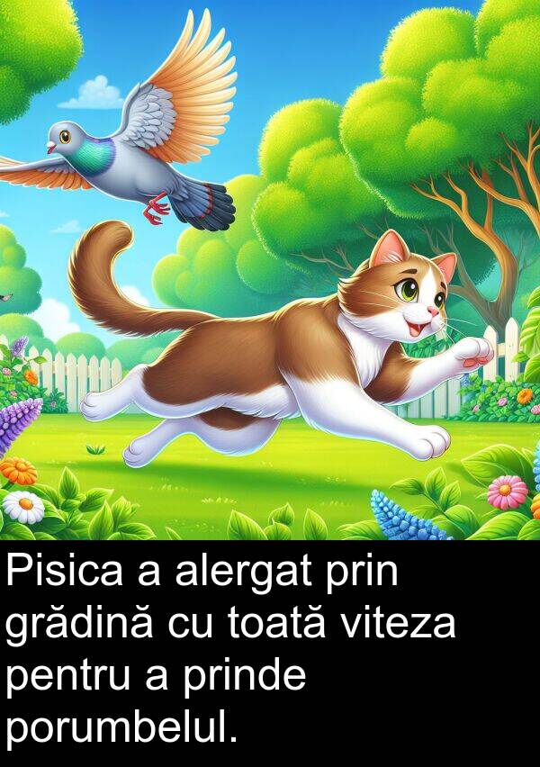 viteza: Pisica a alergat prin grădină cu toată viteza pentru a prinde porumbelul.