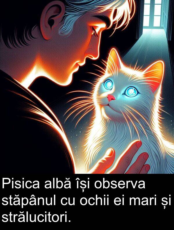 observa: Pisica albă își observa stăpânul cu ochii ei mari și strălucitori.