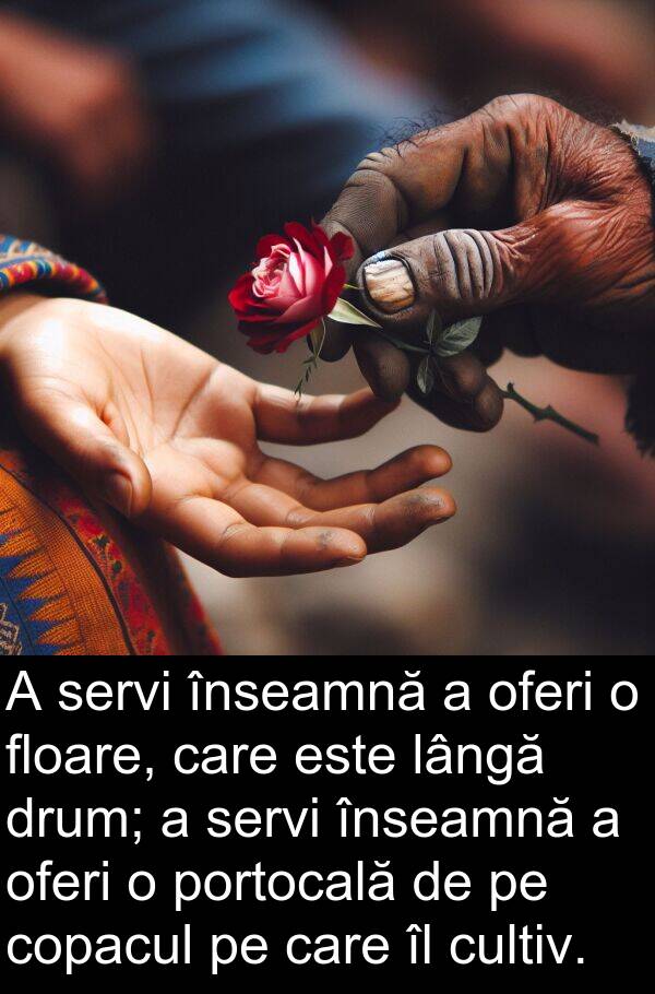 oferi: A servi înseamnă a oferi o floare, care este lângă drum; a servi înseamnă a oferi o portocală de pe copacul pe care îl cultiv.