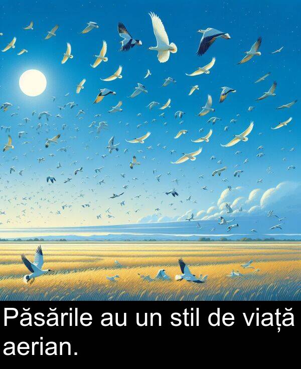 viață: Păsările au un stil de viață aerian.
