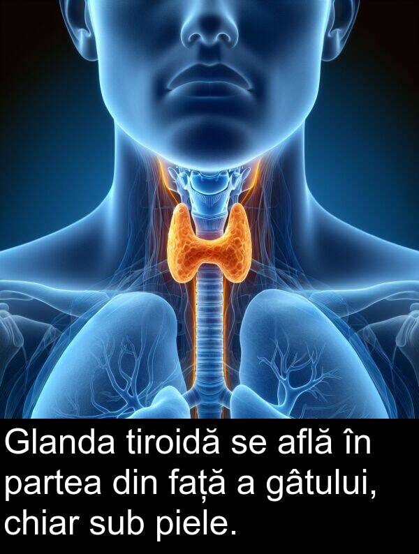 față: Glanda tiroidă se află în partea din față a gâtului, chiar sub piele.