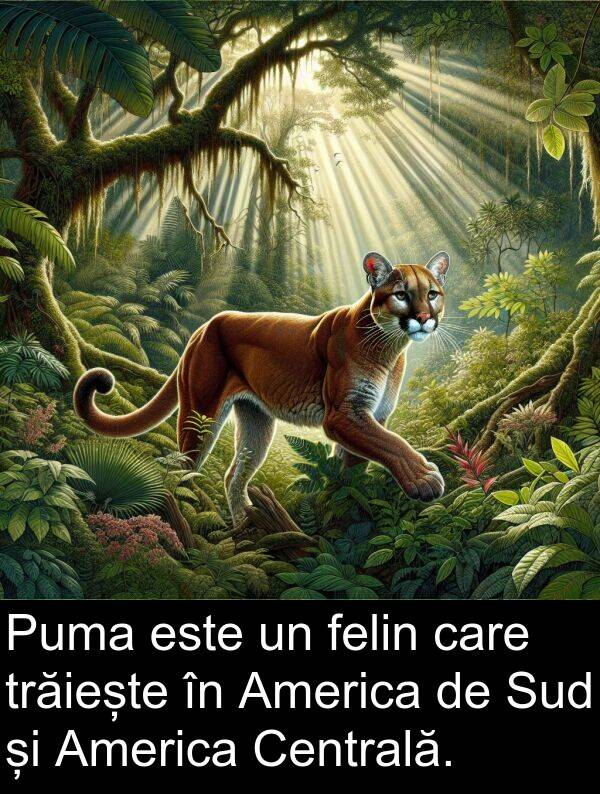 trăiește: Puma este un felin care trăiește în America de Sud și America Centrală.