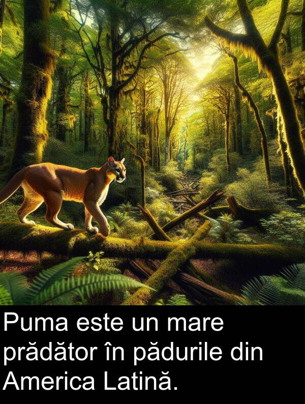 pădurile: Puma este un mare prădător în pădurile din America Latină.