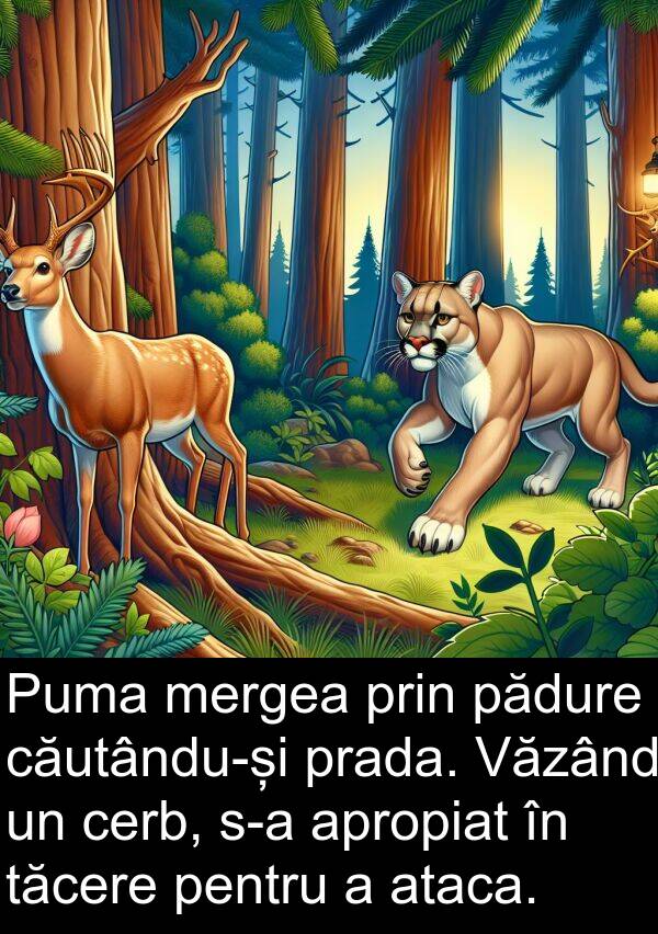 tăcere: Puma mergea prin pădure căutându-și prada. Văzând un cerb, s-a apropiat în tăcere pentru a ataca.