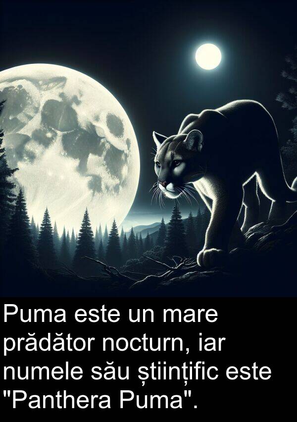 științific: Puma este un mare prădător nocturn, iar numele său științific este "Panthera Puma".