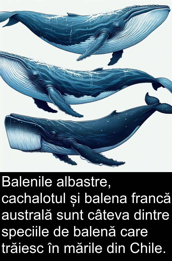 cachalotul: Balenile albastre, cachalotul și balena francă australă sunt câteva dintre speciile de balenă care trăiesc în mările din Chile.